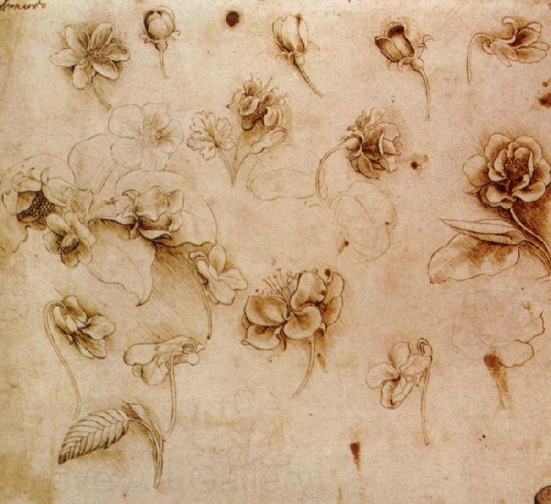 Leonardo  Da Vinci Flower Studies Norge oil painting art